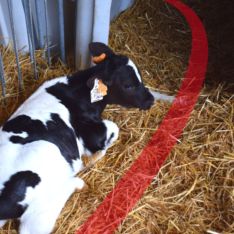 mangimi per animali da reddito