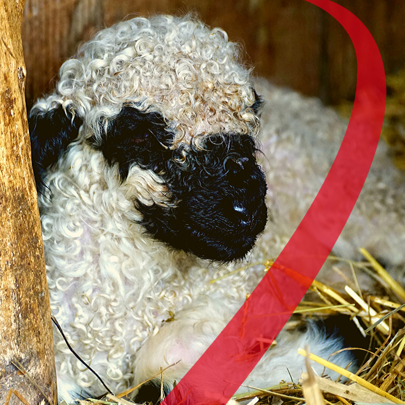 mangimi per animali da reddito