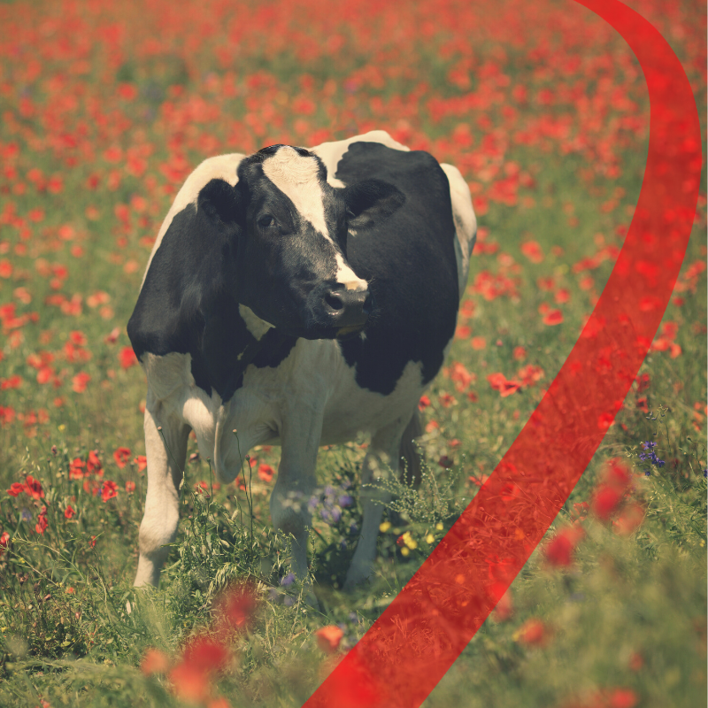 mangimi per animali da reddito