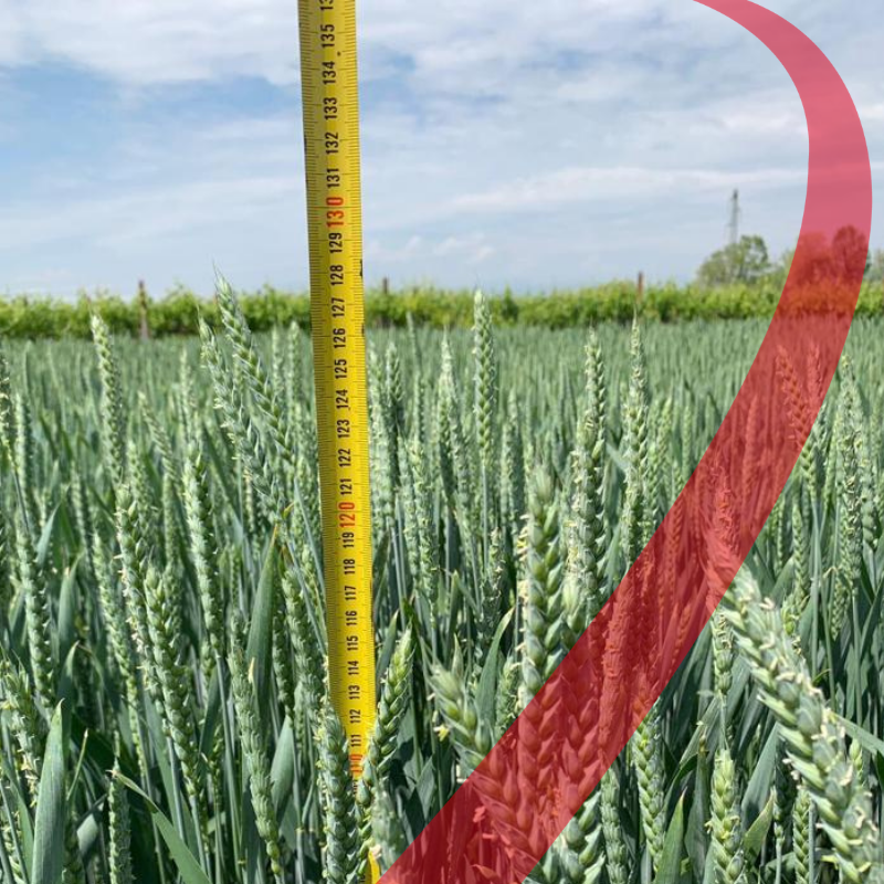 Sementi Autunno Vernini 2020