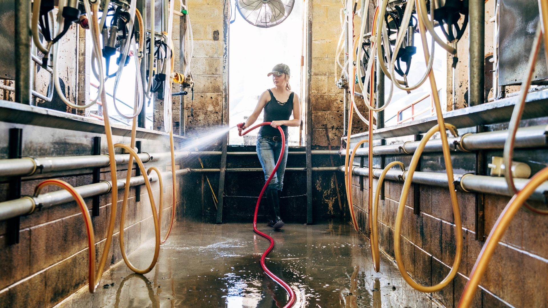 biosicurezza in allevamento