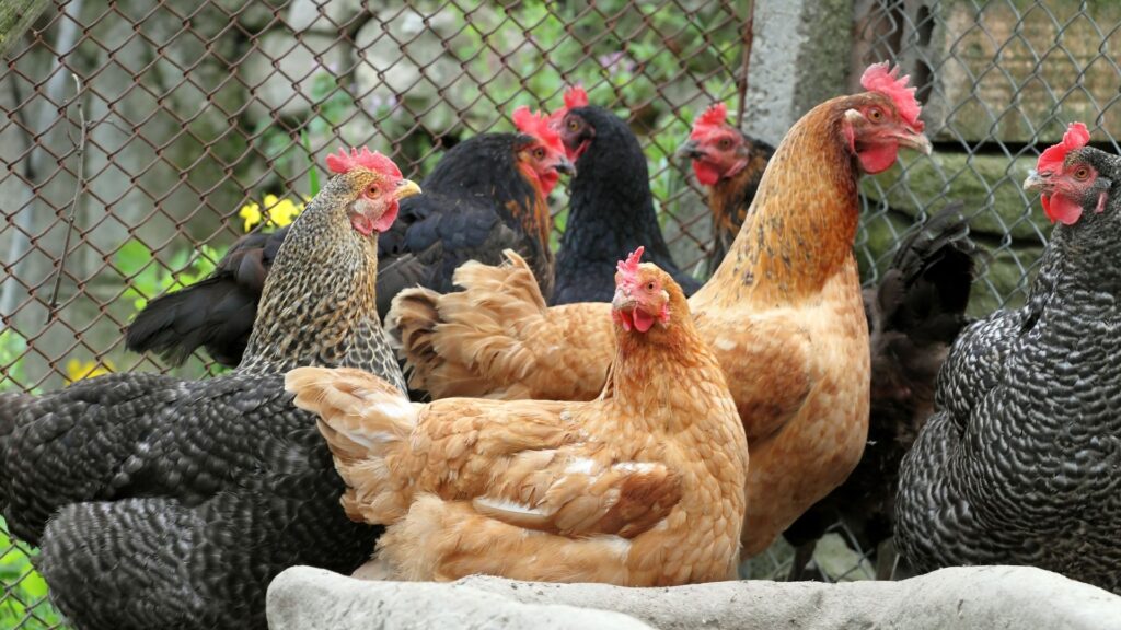 oligoelementi nel settore avicolo