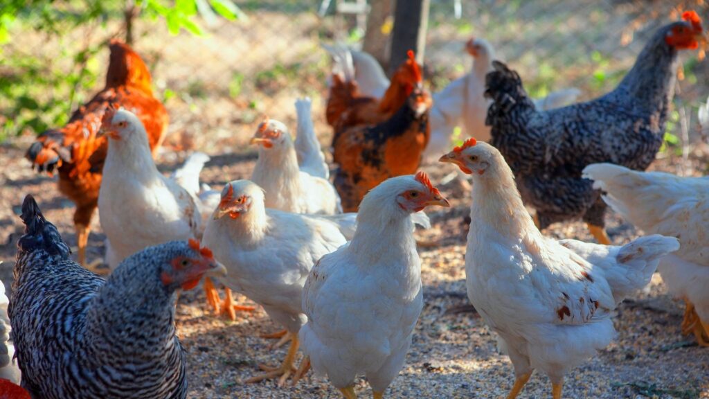 oligoelementi nel settore avicolo