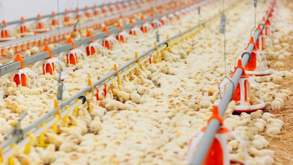 influenza aviaria biosicurezza