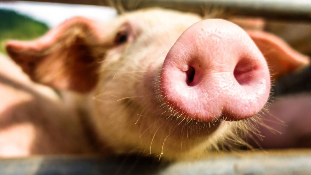 oli essenziali suino