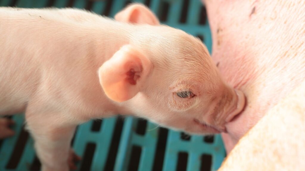 oli essenziali suino