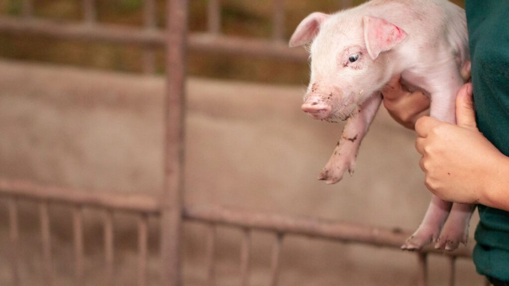 oli essenziali suino