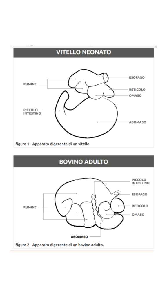 gestire la vitellaia