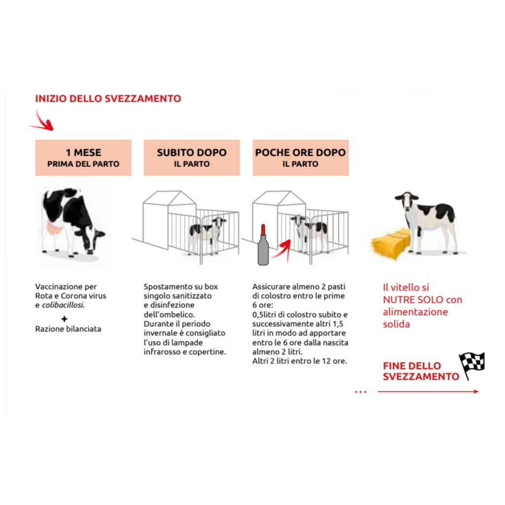 gestire la vitellaia