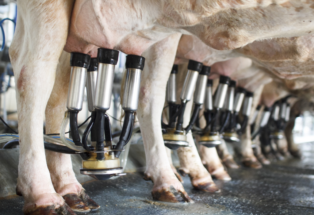 zoppie nella vacca da latte