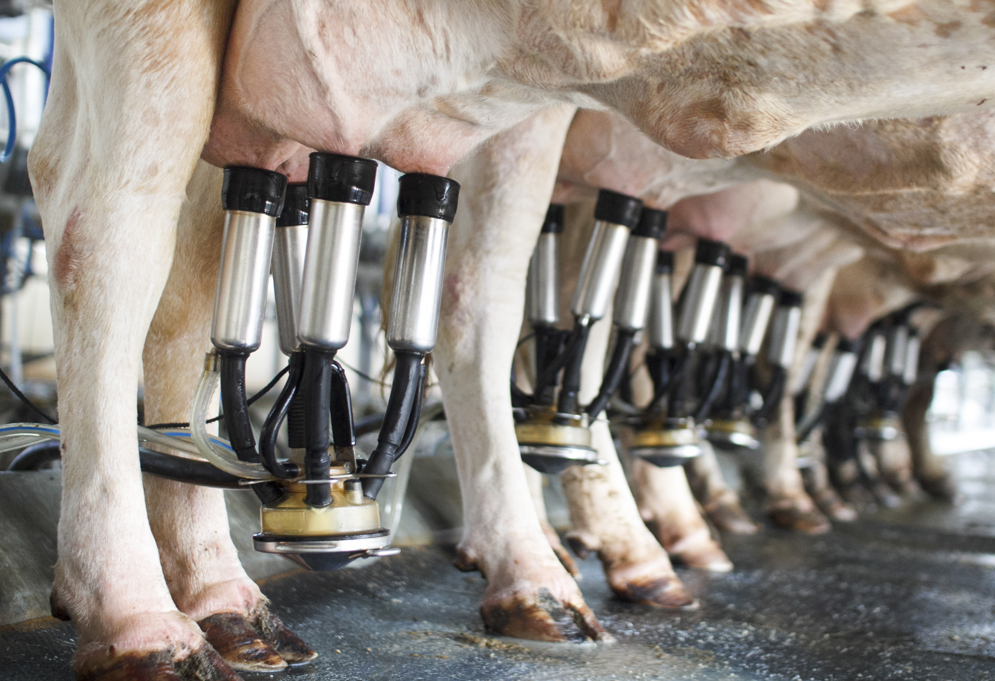 zoppie nella vacca da latte