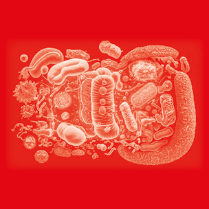 microbiota intestinale del vitello