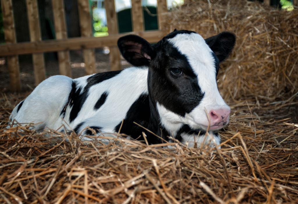 salute intestinale del vitello