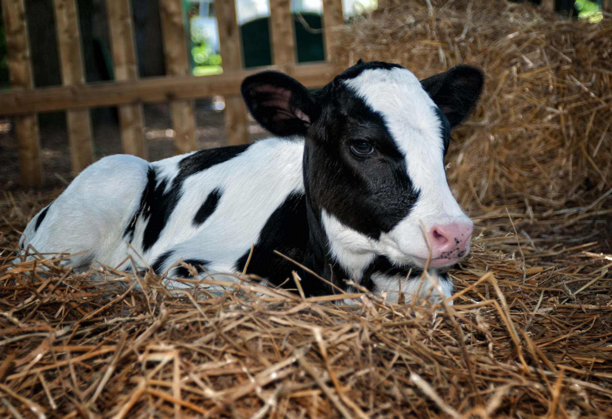 salute intestinale del vitello