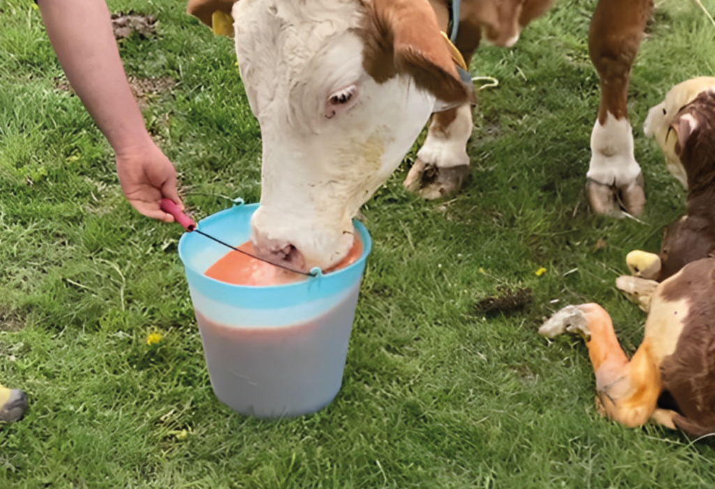 Vitamine e sali minerali nelle vacche