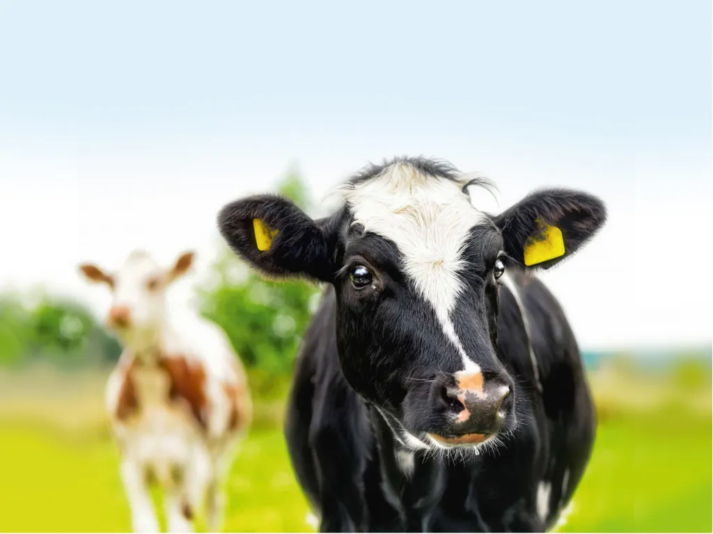 Vitelli - home_5_11zon