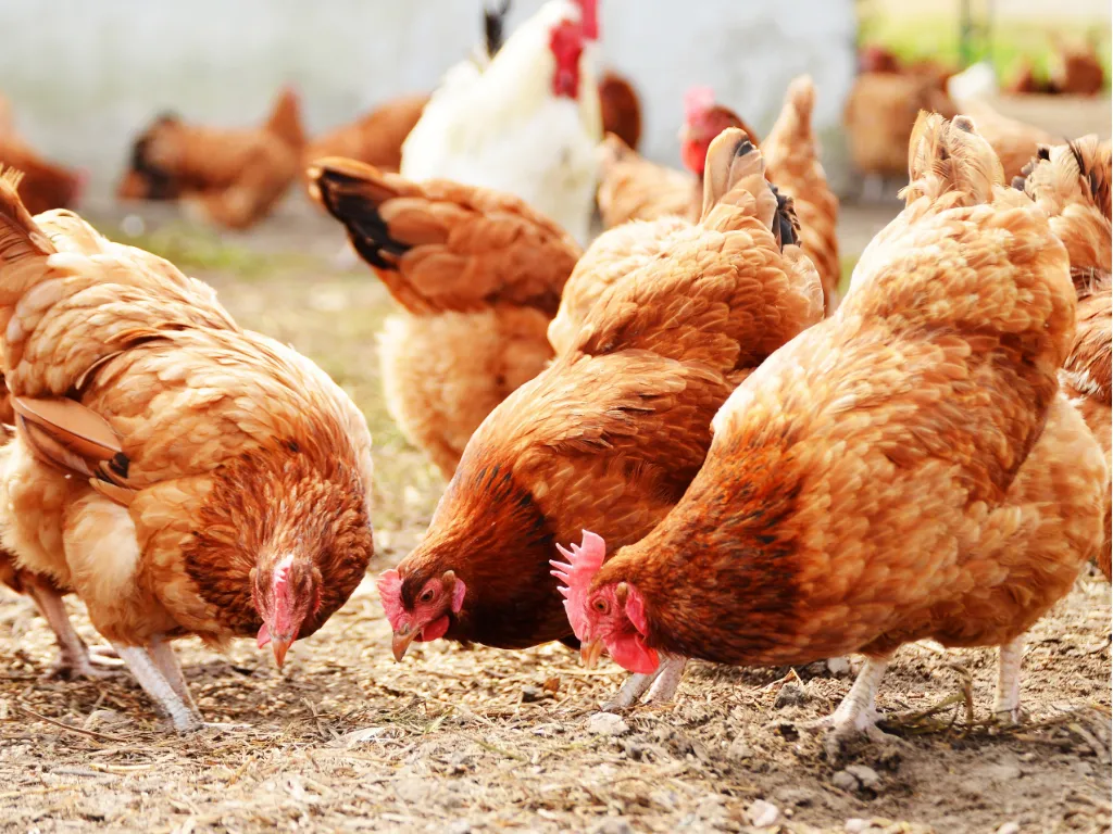 avicoli- home_2_11zon