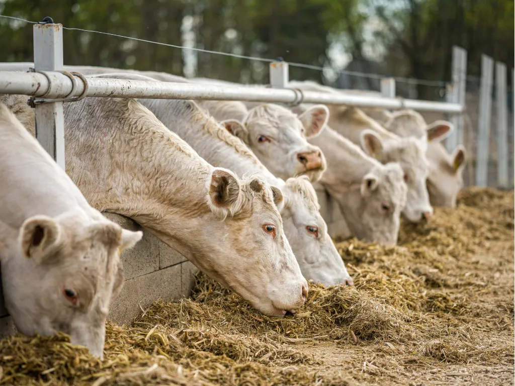 bovini da carne - home_1_11zon