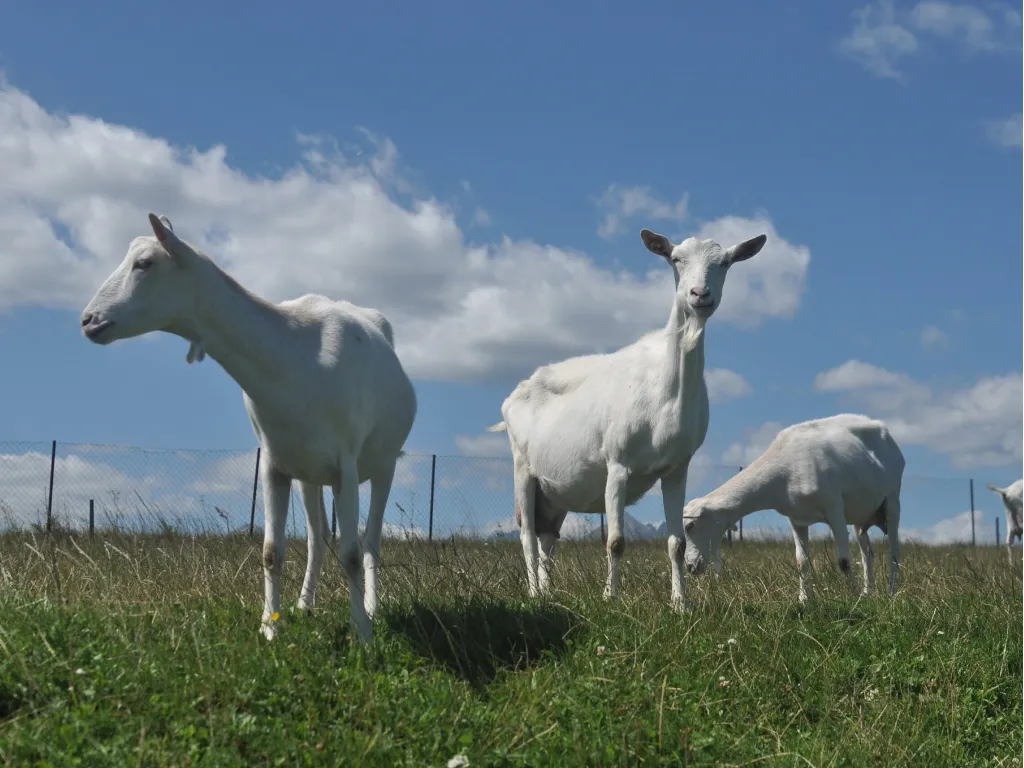 ovini e caprini - home_3_11zon