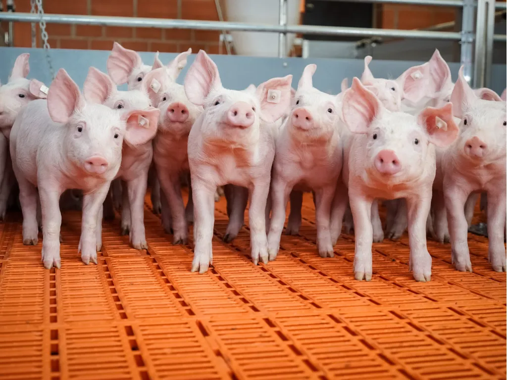 suini - home_4_11zon