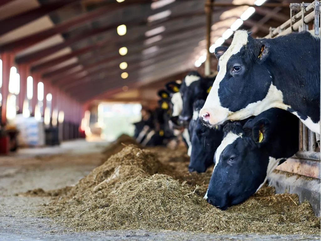 vacche da latte - home_6_11zon