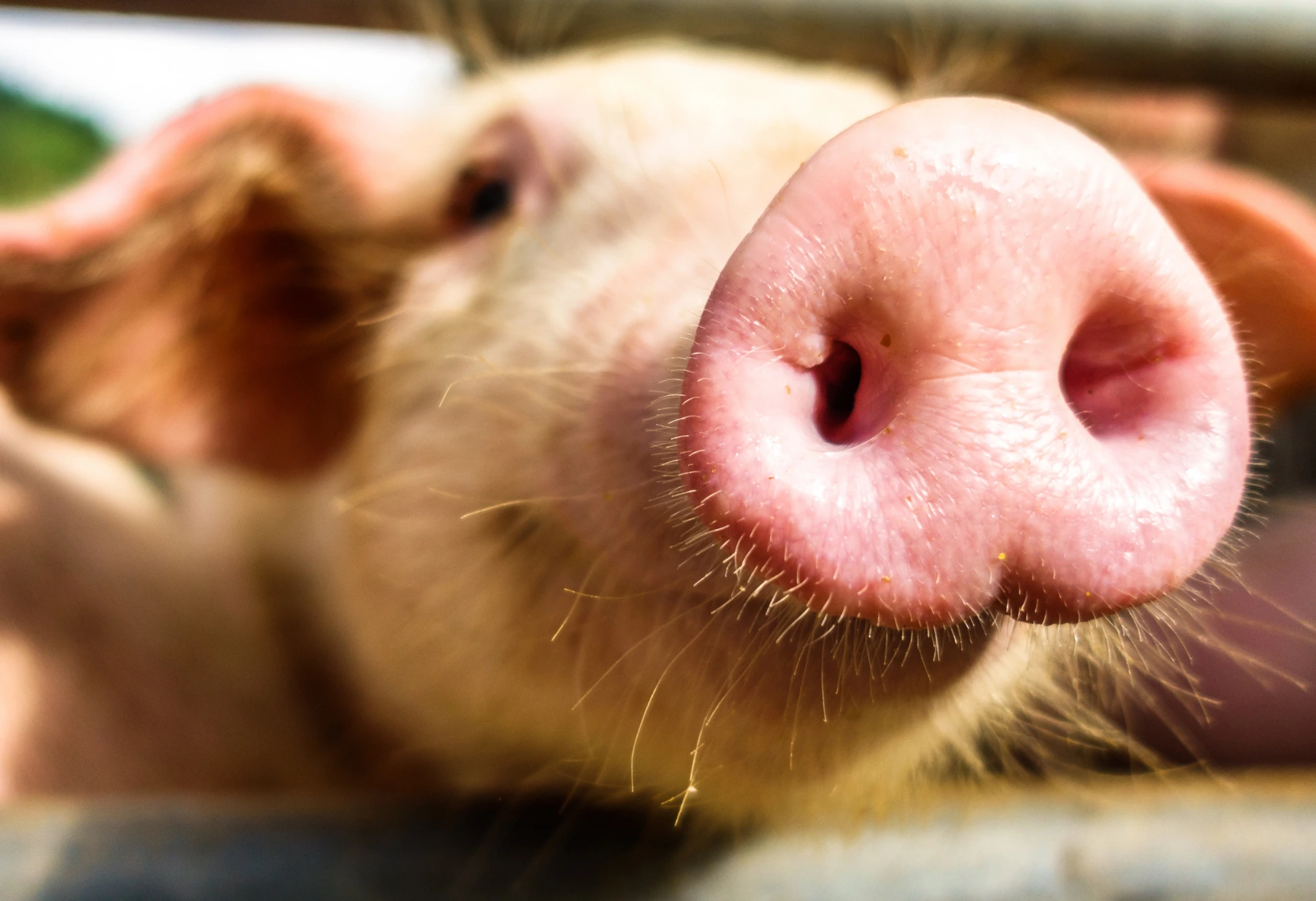 Stress and aggression in pigs