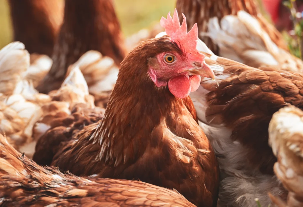 Stress in poultry: causes, impacts and solutions | Tecnozoo